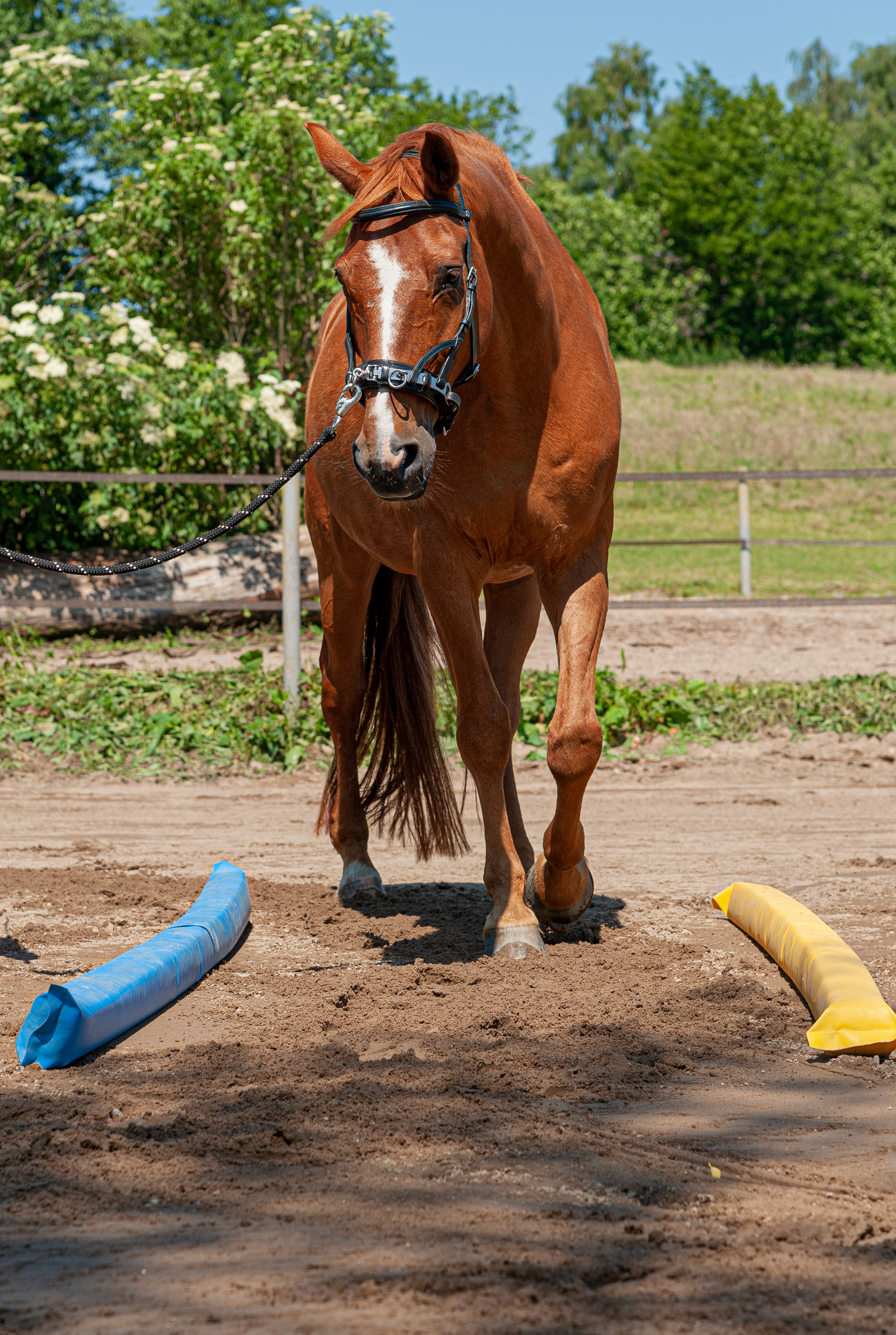 Bodenarbeit mit dem Pferd